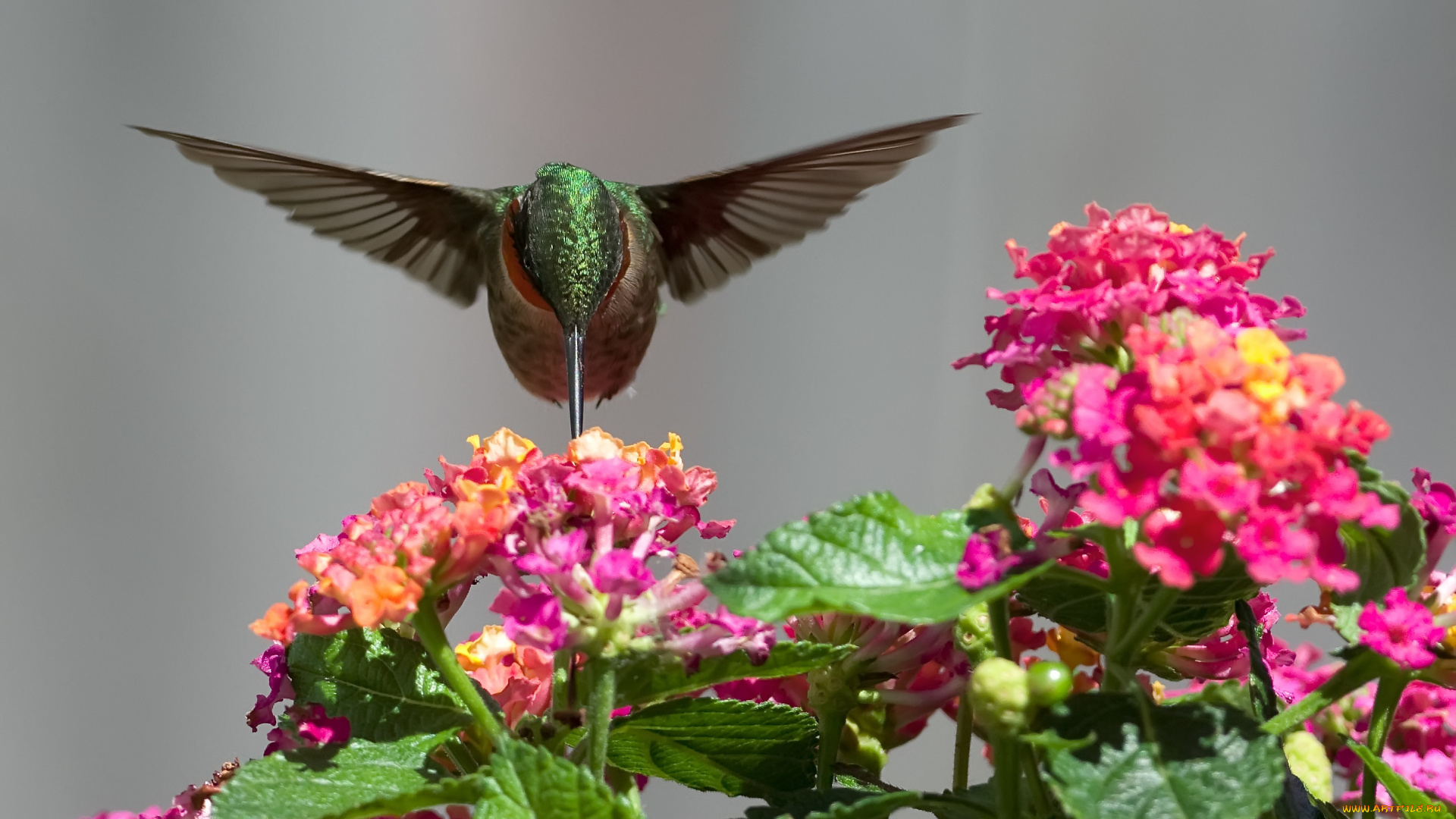 колибри, животные, самая, маленькая, птица, в, мире, да, само, название, птицы, очень, красивое, королева, нектара