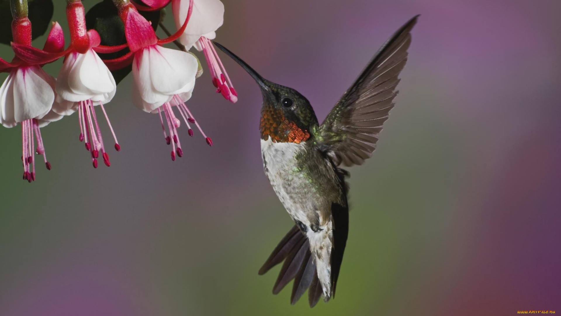 колибри, животные, самая, маленькая, птица, в, мире, да, само, название, птицы, очень, красивое, королева, нектара