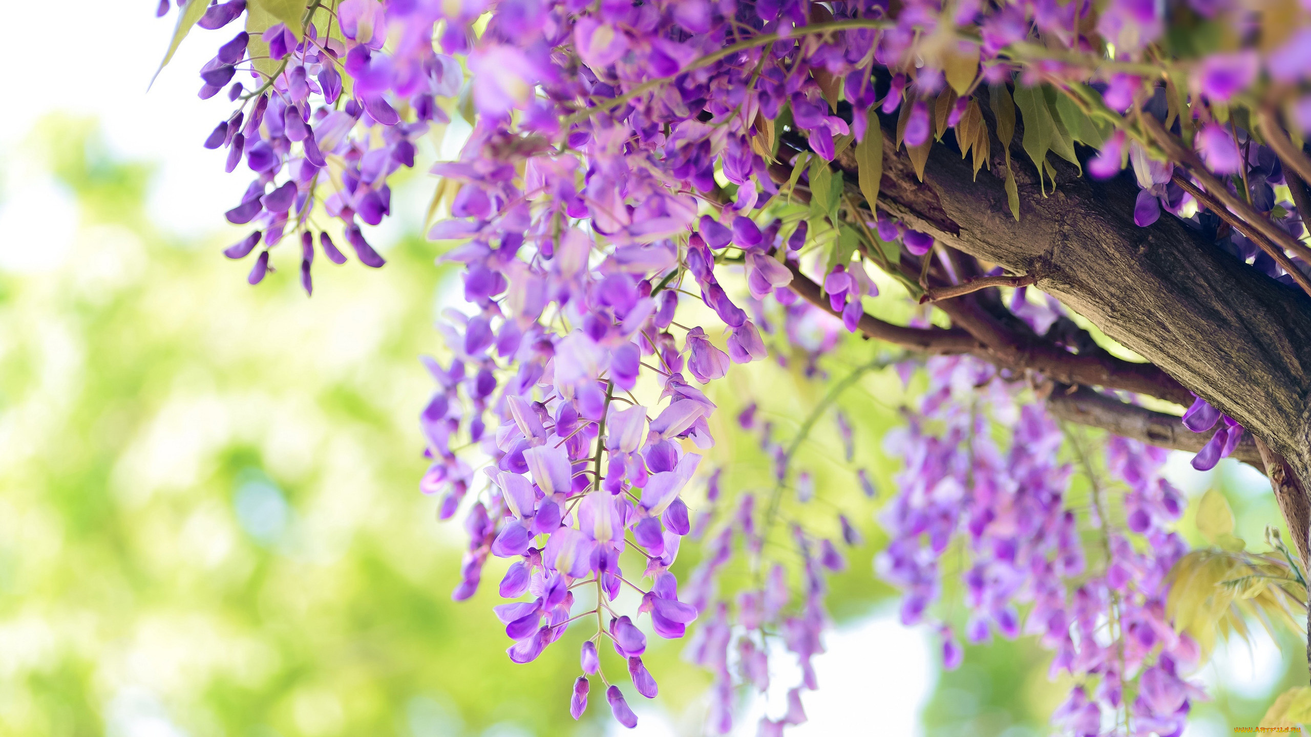 цветы, глициния, розовая