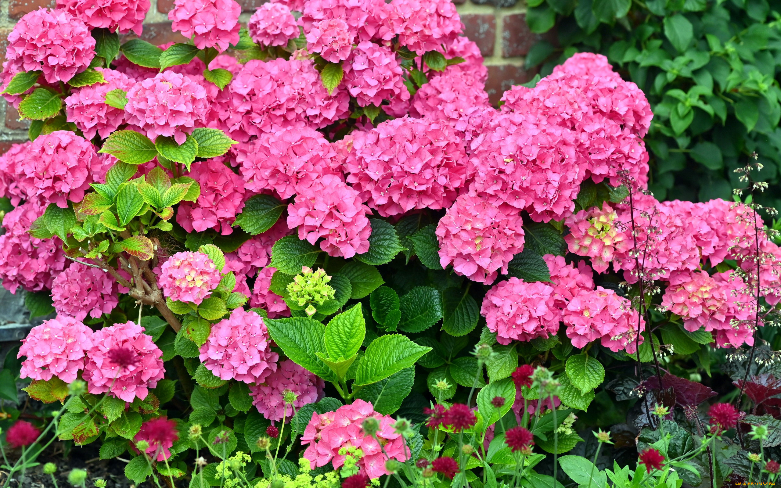 цветы, гортензия, куст, розовая
