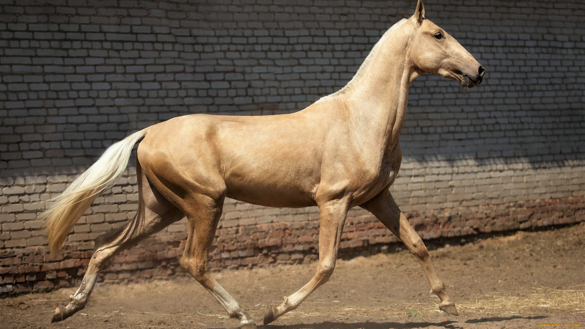 животные, лошади, ахалтекинец, соловый, стена