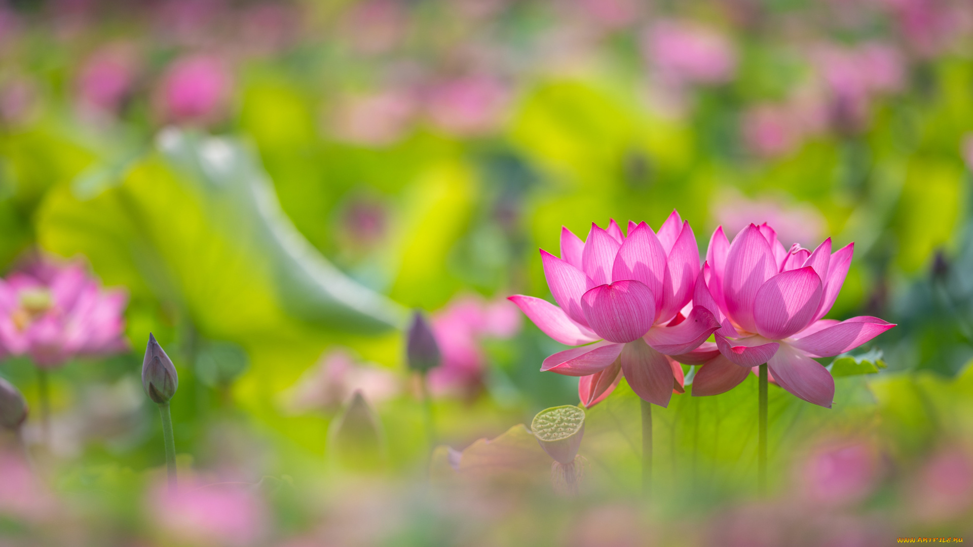 цветы, лотосы