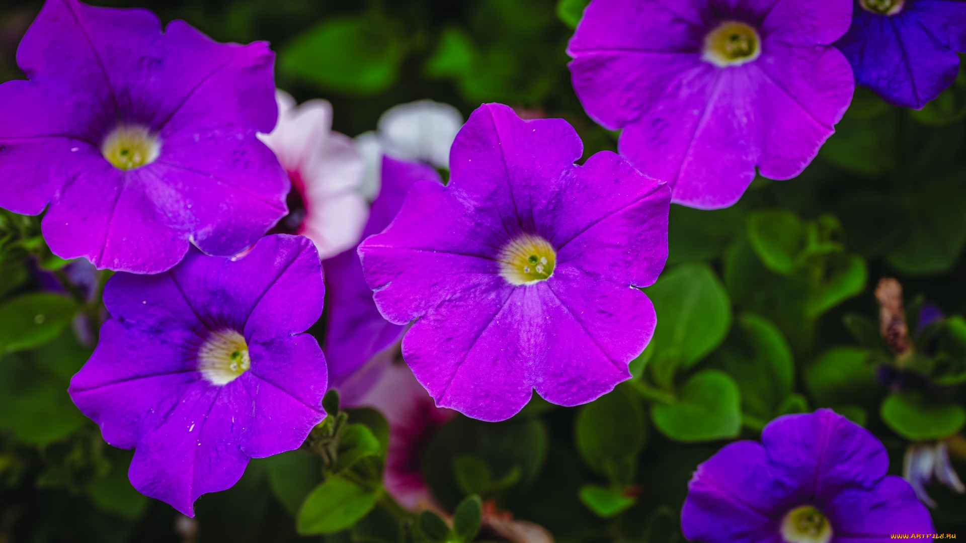 цветы, петунии, , калибрахоа, лиловая, петуния, макро