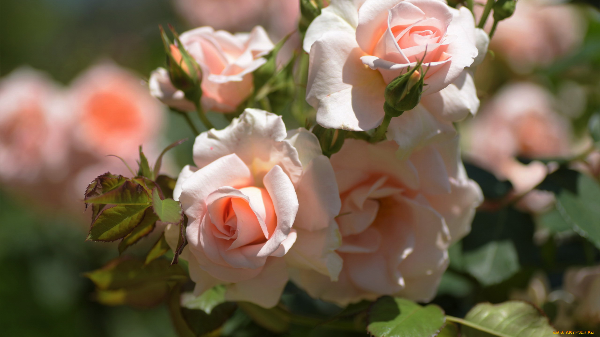 цветы, розы, розовые, бутоны, куст