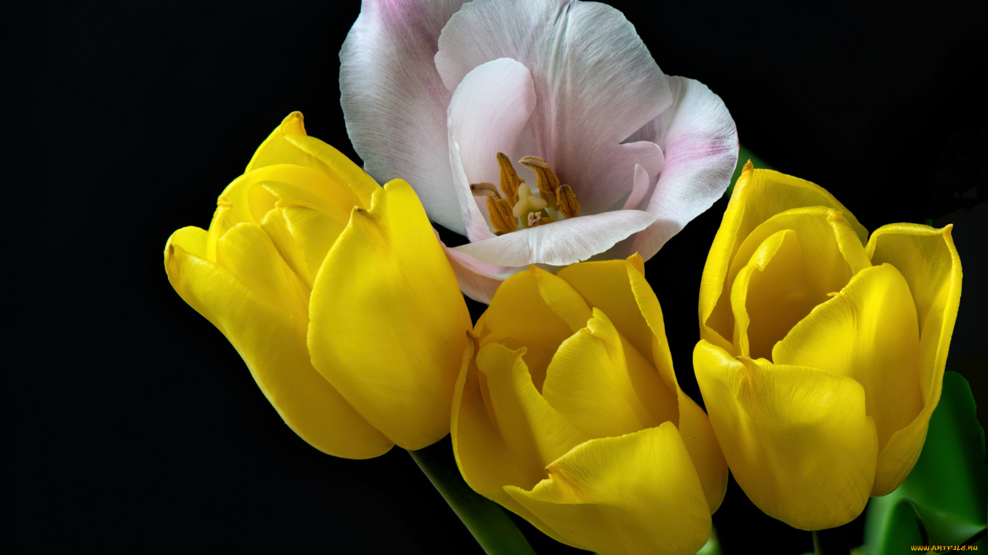 цветы, тюльпаны, бутоны, разноцветные