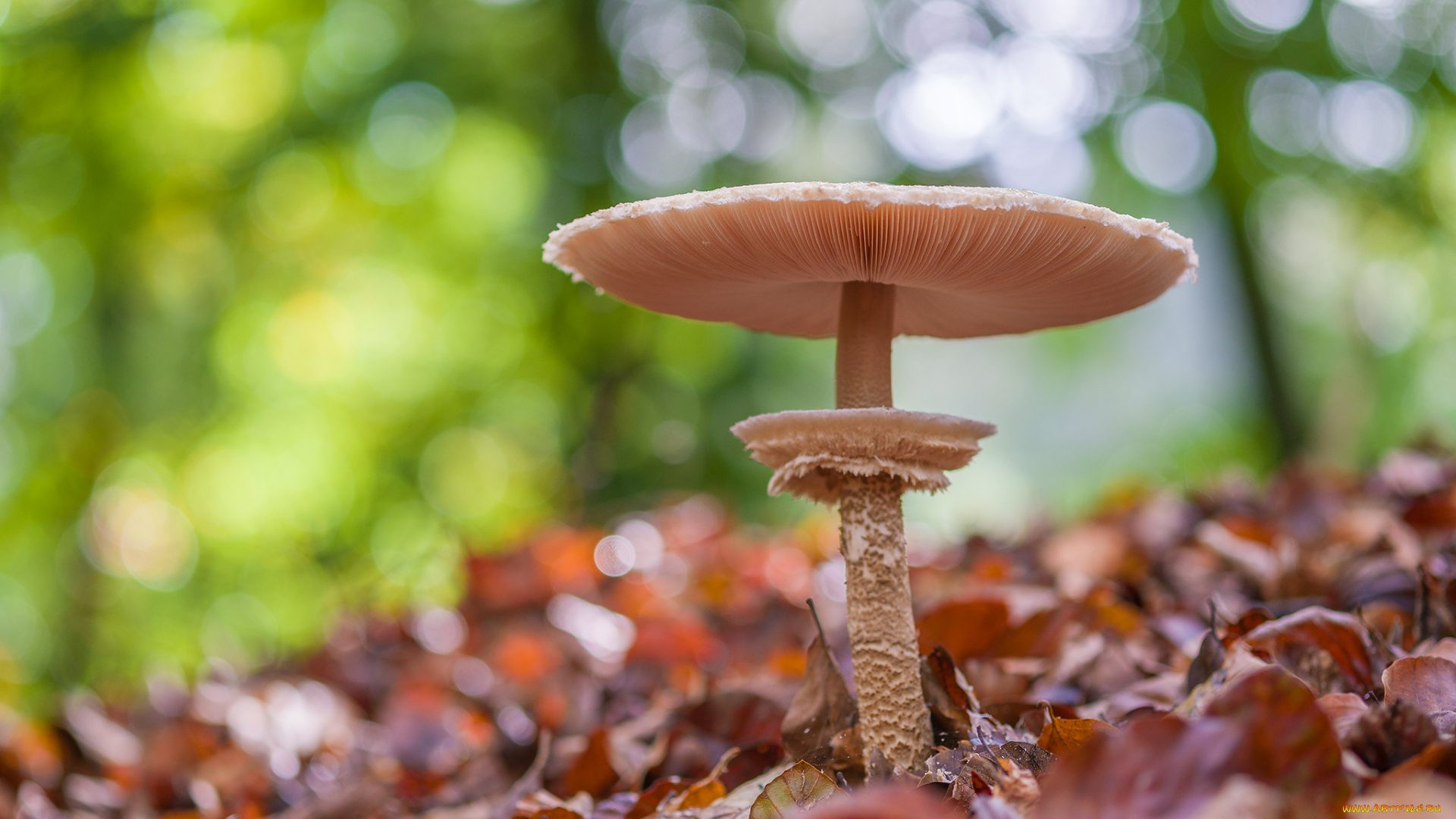 природа, грибы, гриб