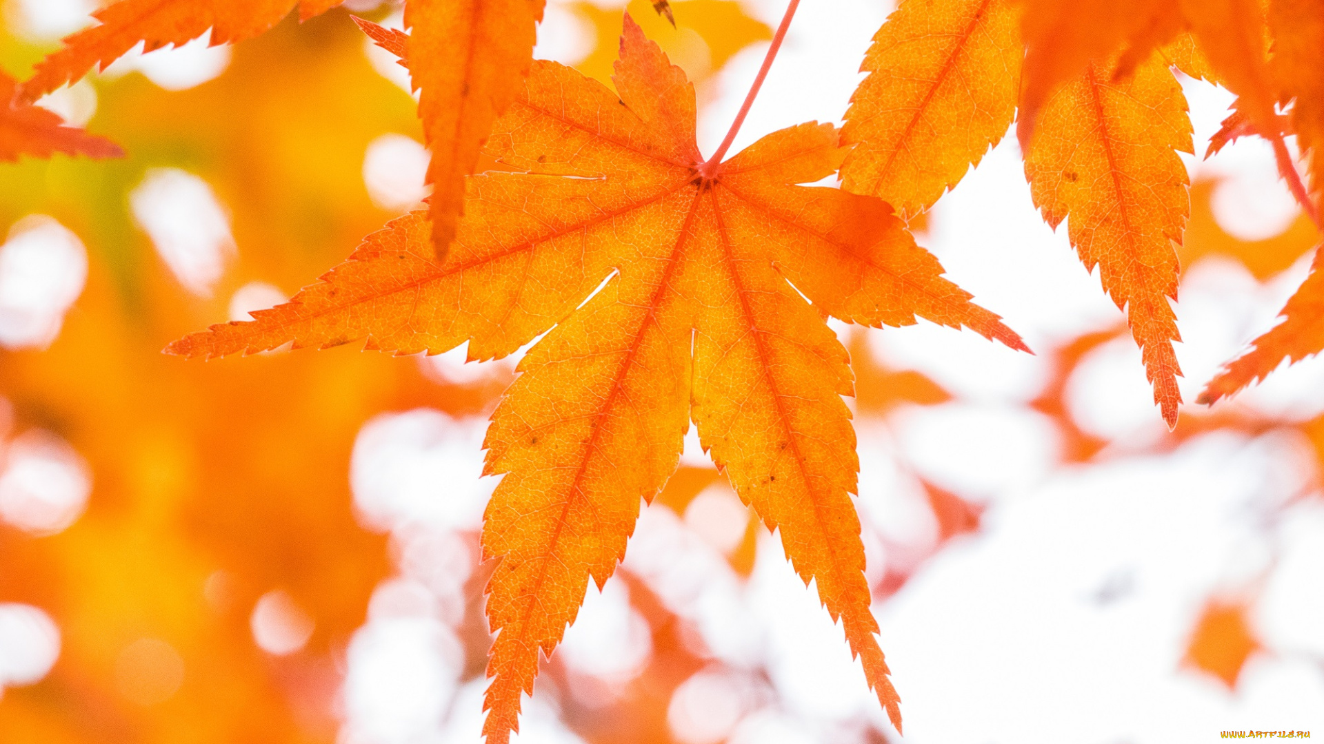 природа, листья