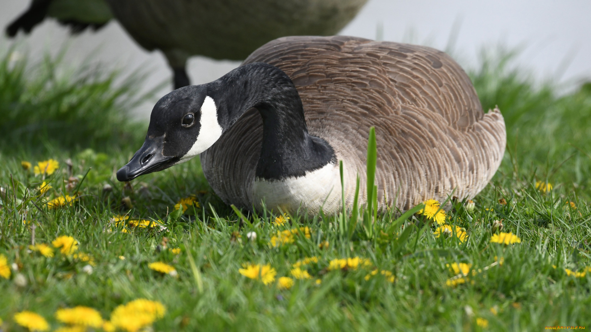 животные, гуси, гусь