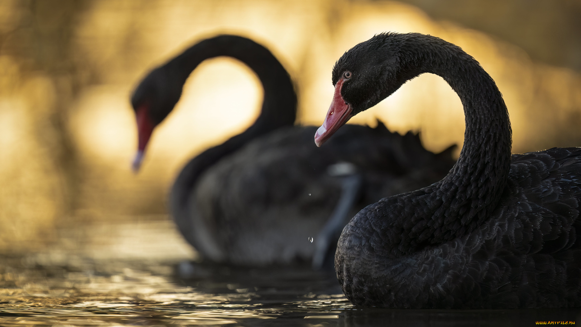 животные, лебеди