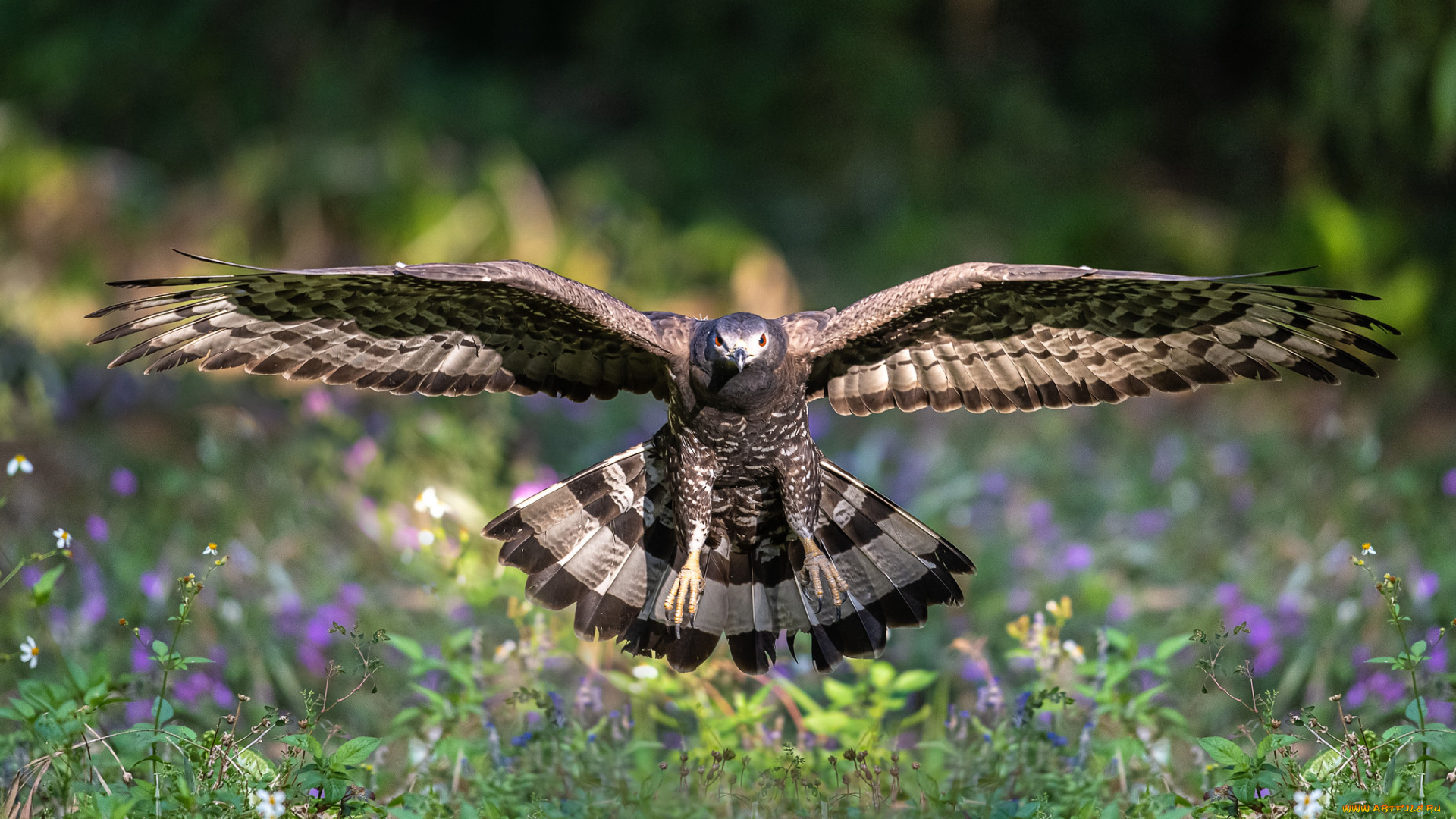 животные, птицы, -, хищники, птица