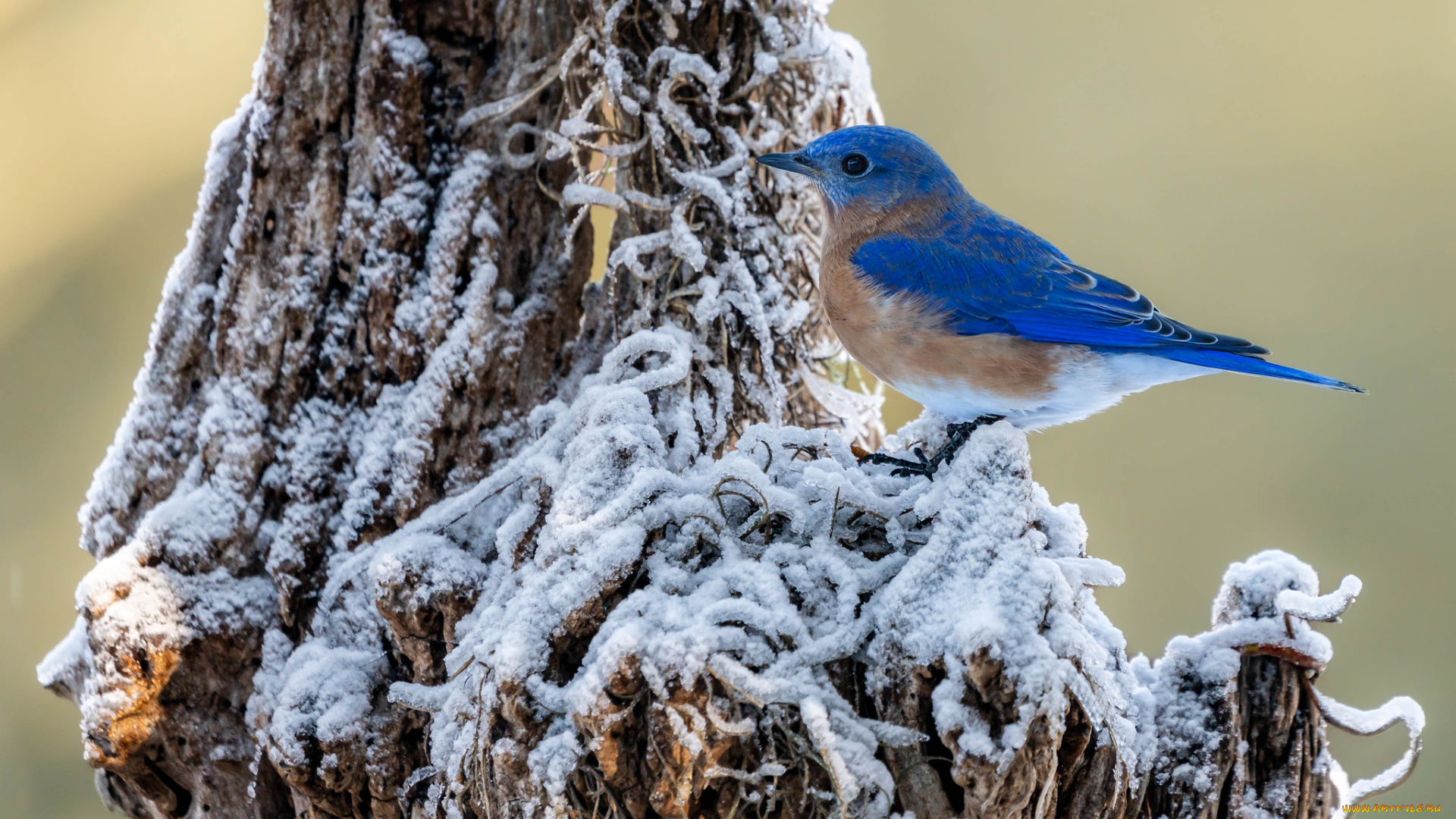 животные, птицы, птица