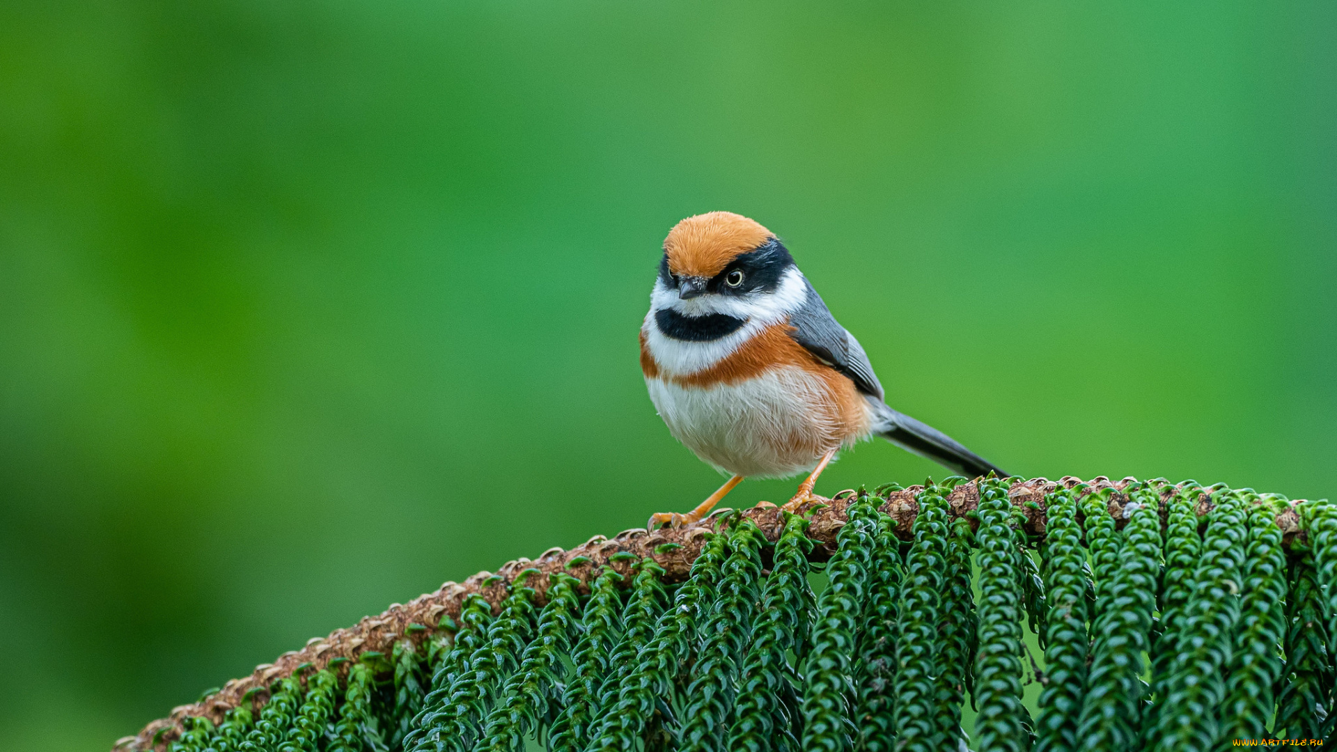животные, птицы, птица