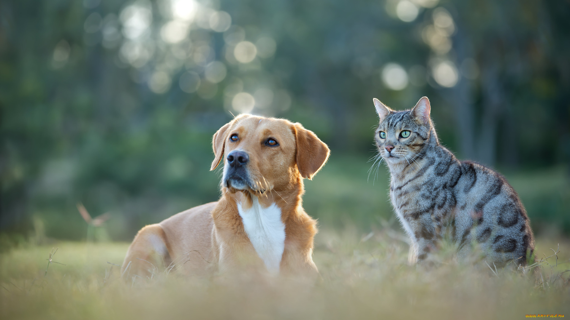 животные, разные, вместе, кот, кошка, собака