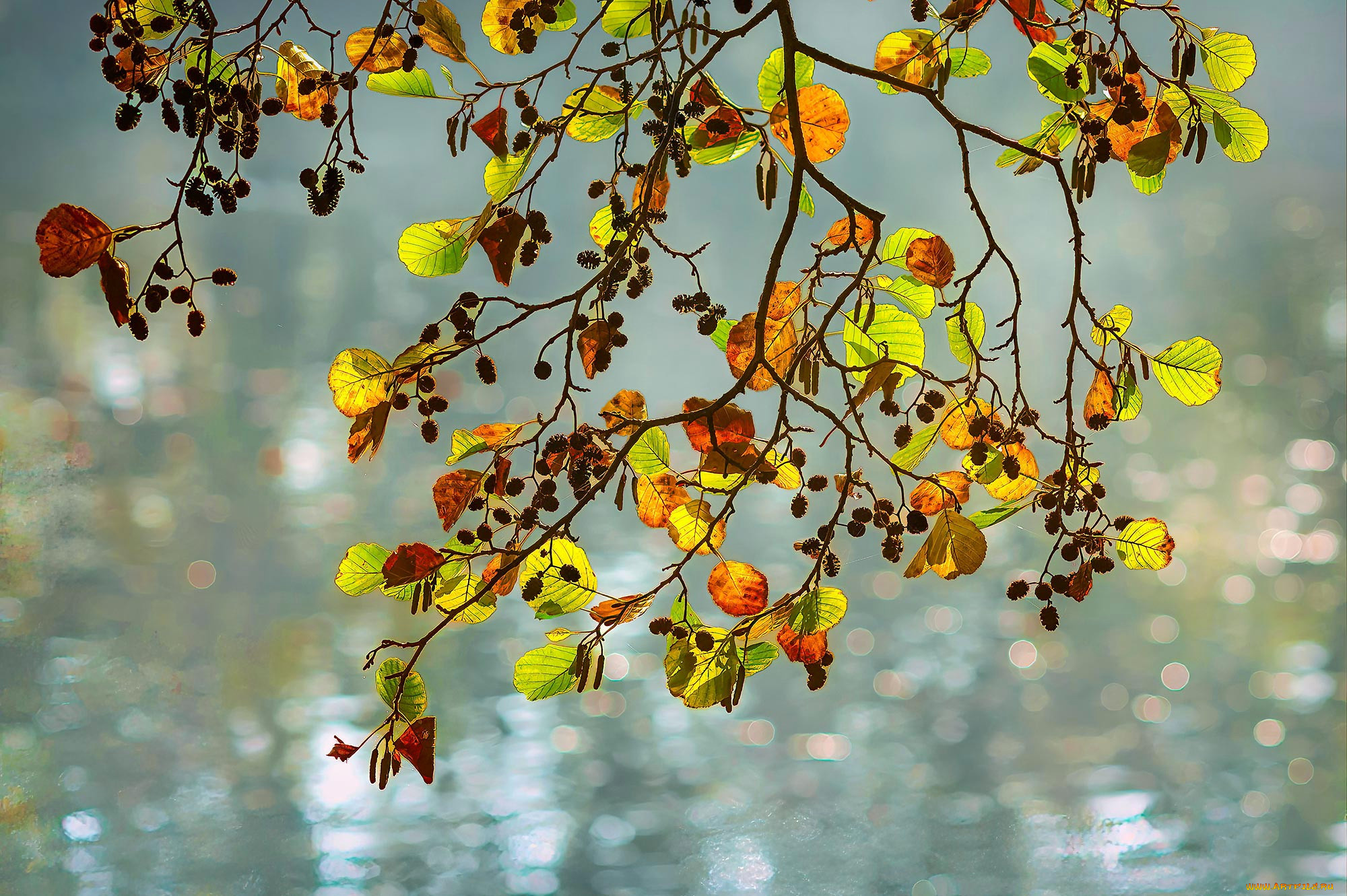 природа, листья