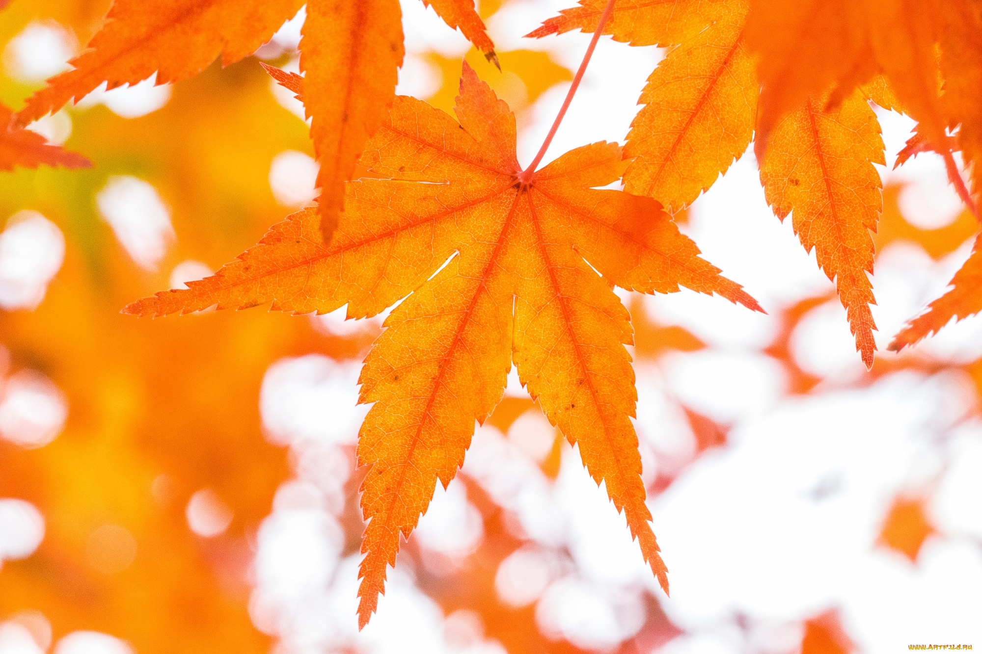 природа, листья