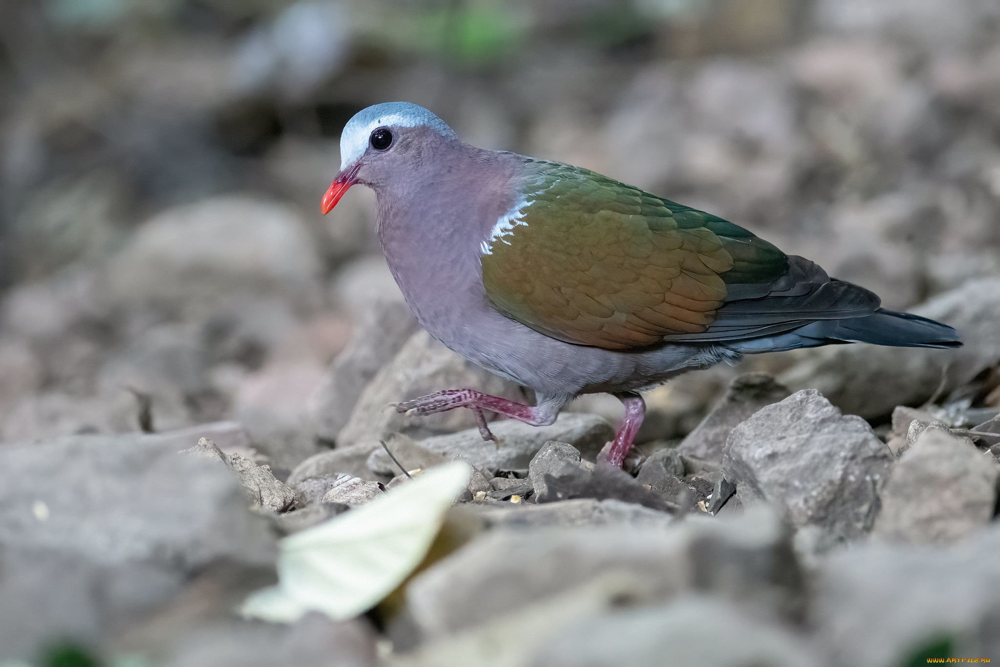 животные, голуби, птица