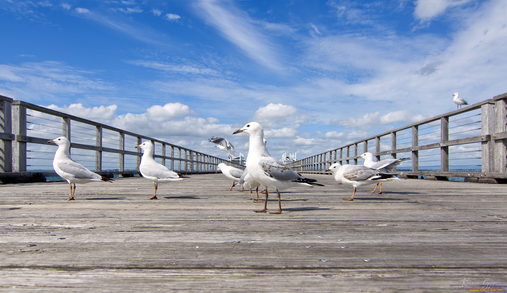 животные, чайки, , бакланы, , крачки, птицы