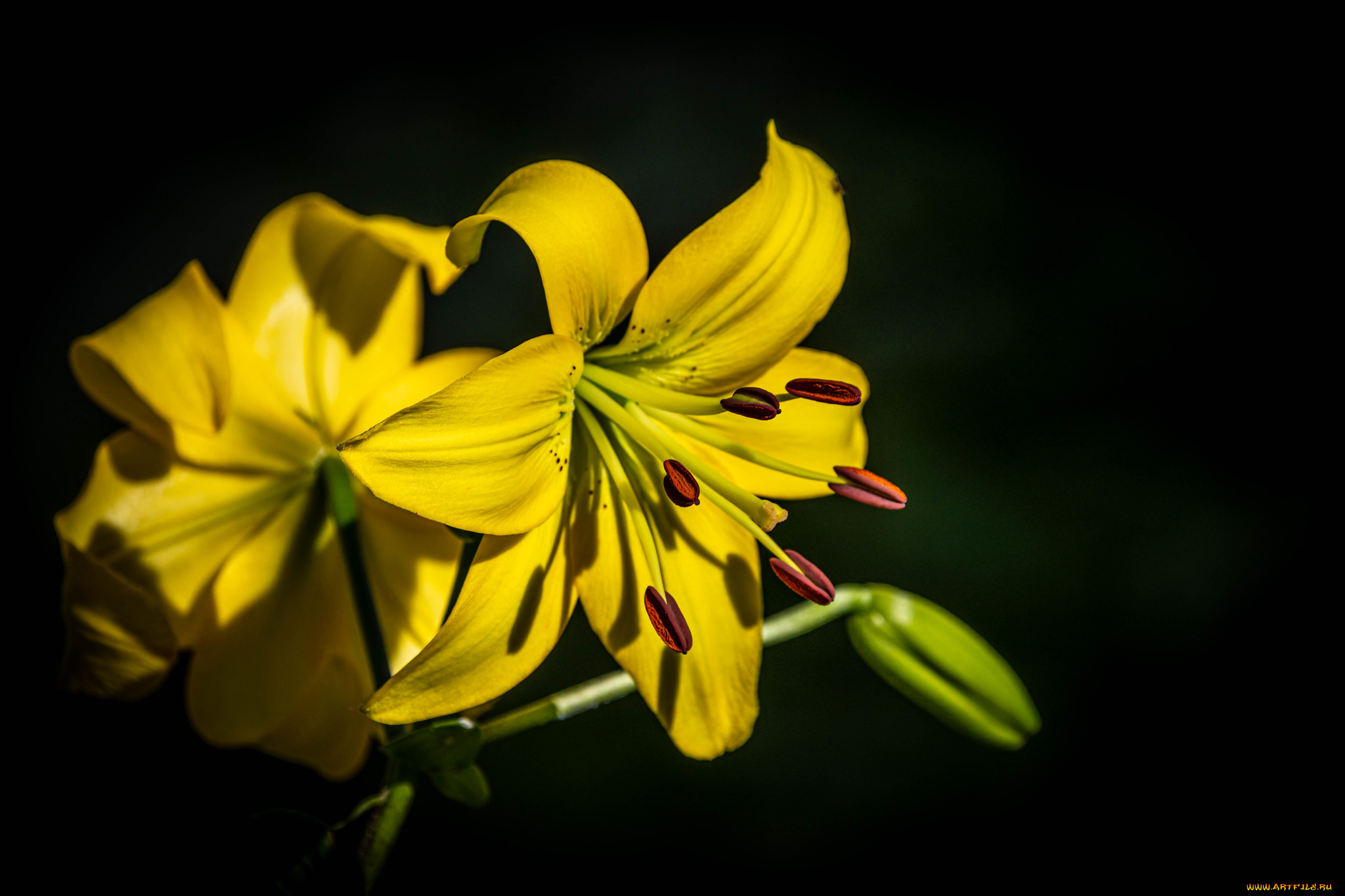 цветы, лилии, , лилейники, желтый