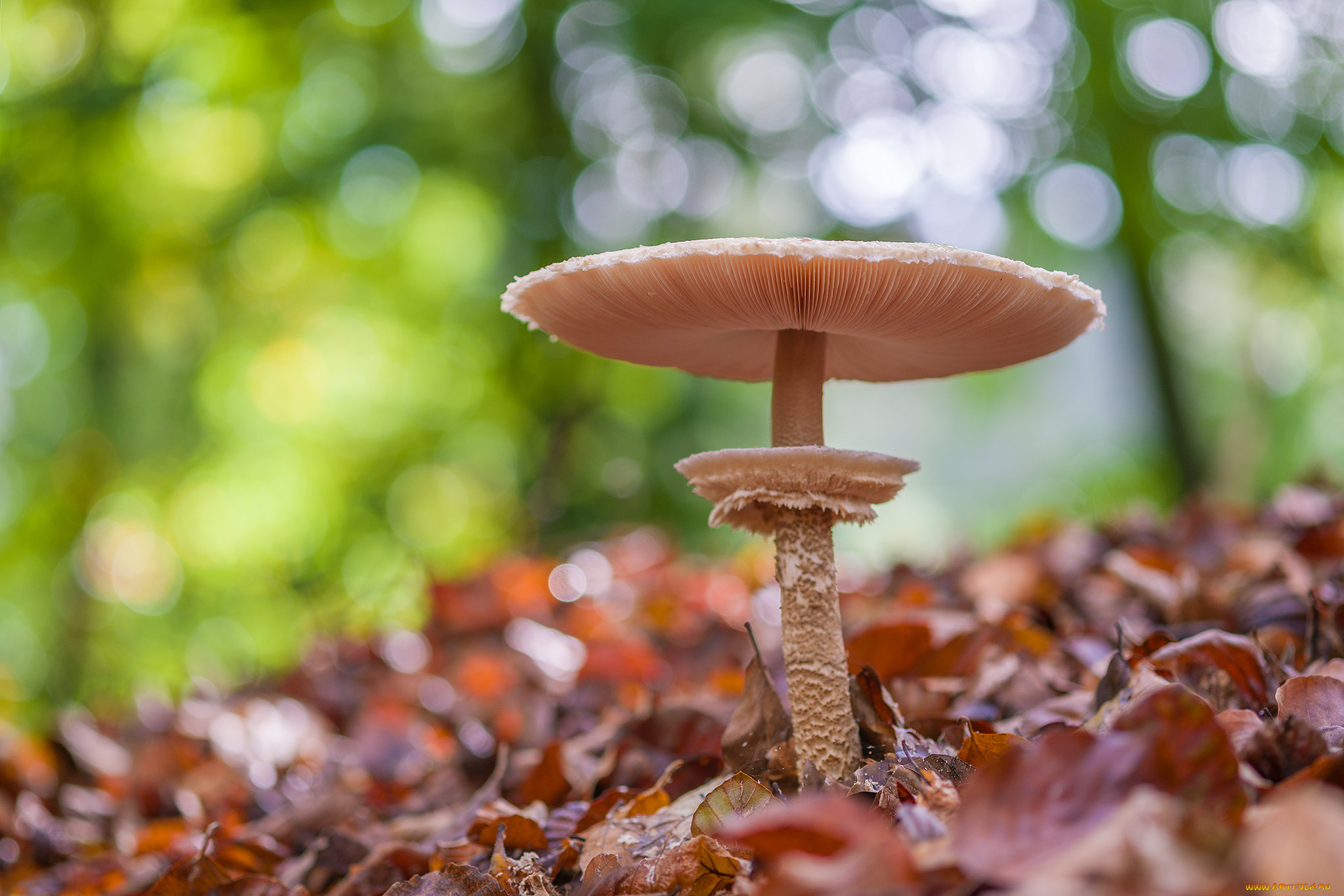 природа, грибы, гриб