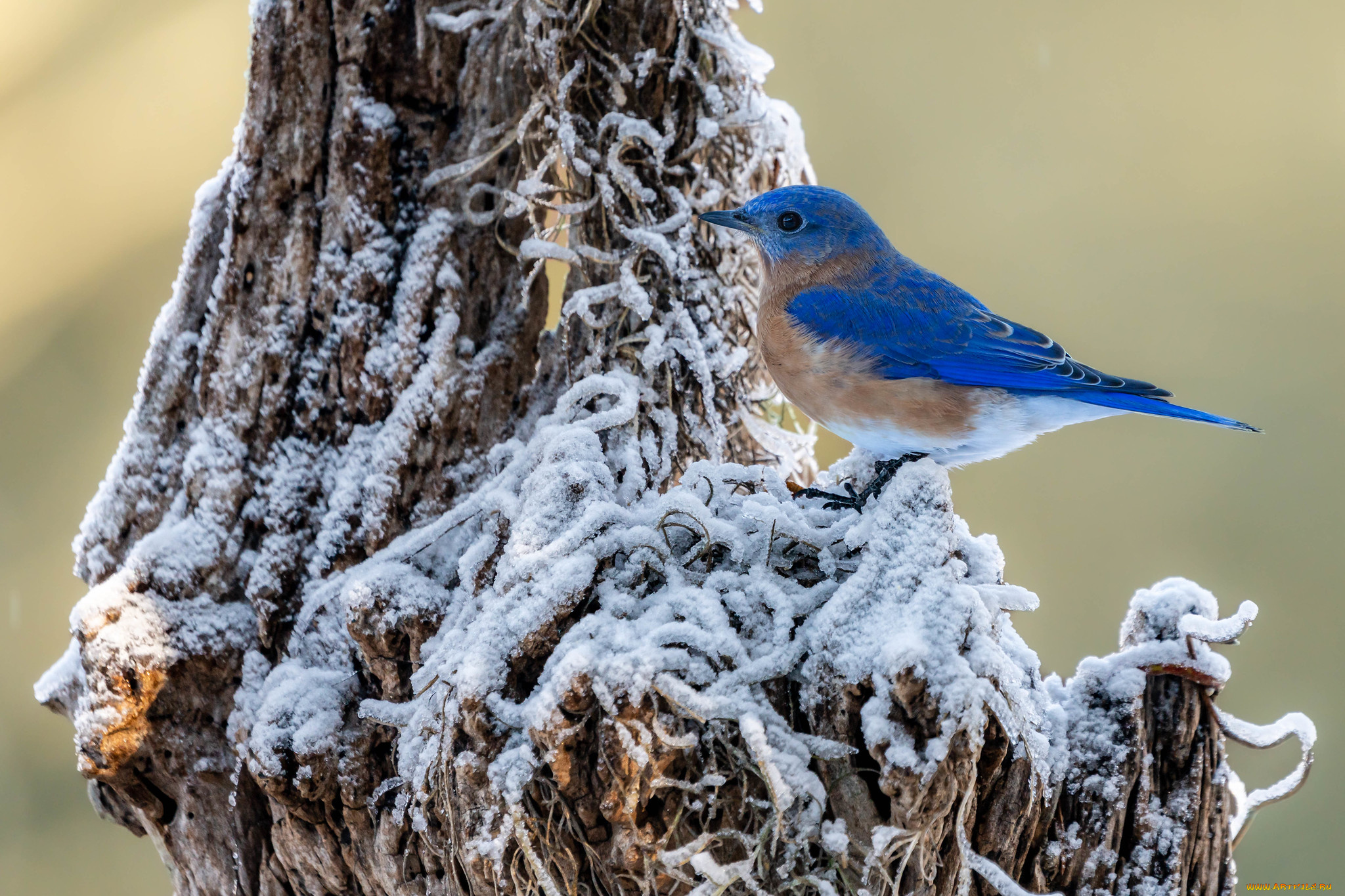 животные, птицы, птица
