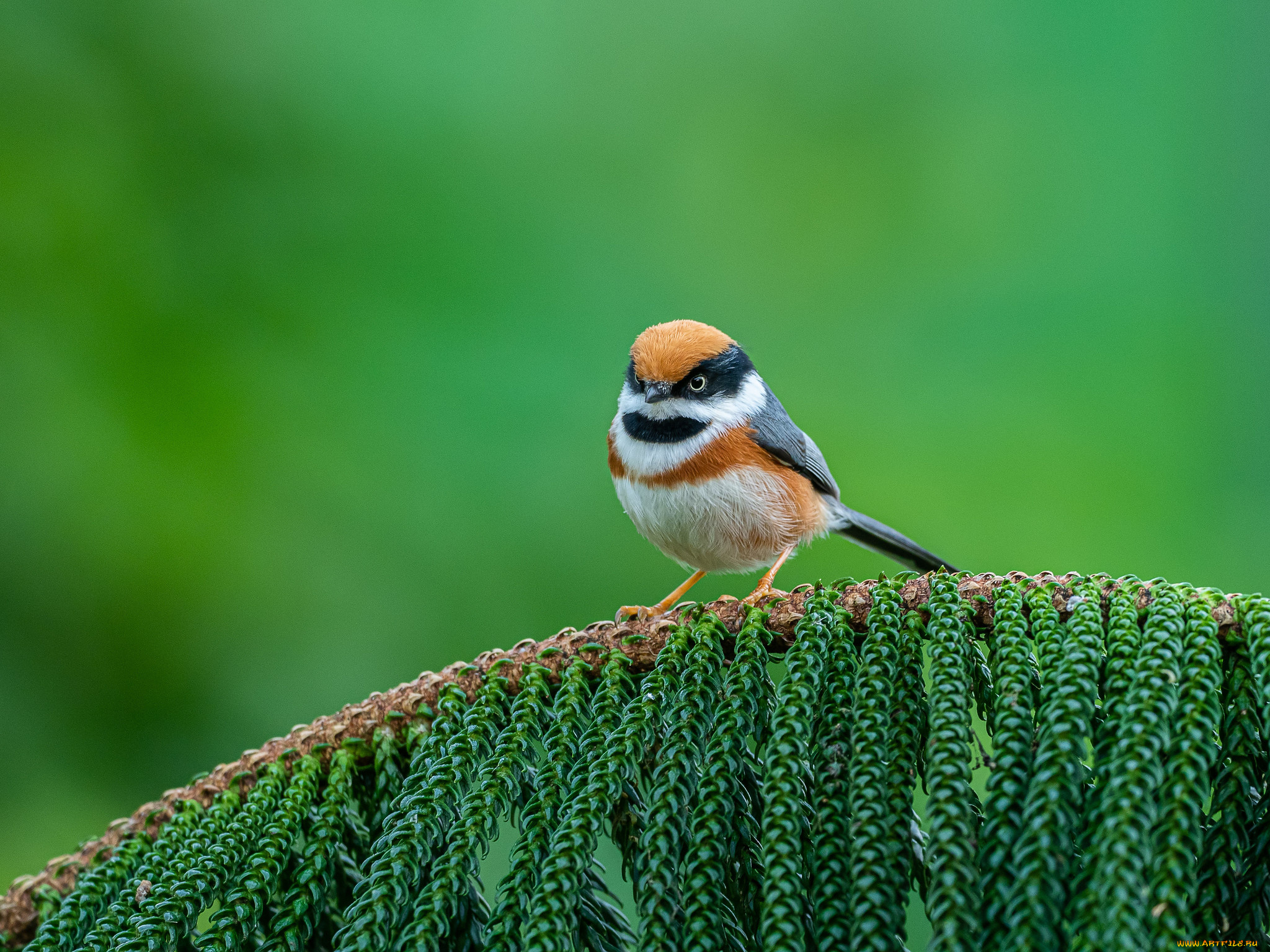 животные, птицы, птица