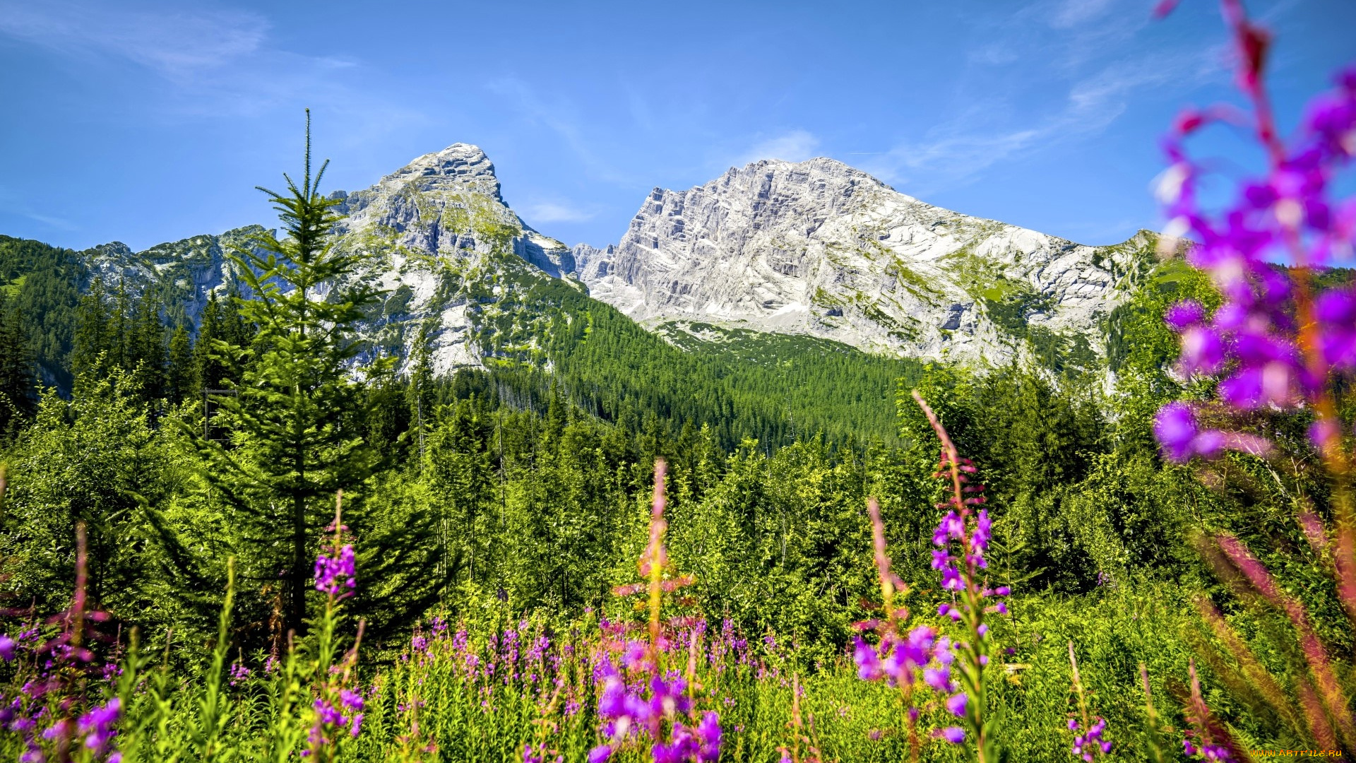 природа, горы, лес, цветы, трава, луг