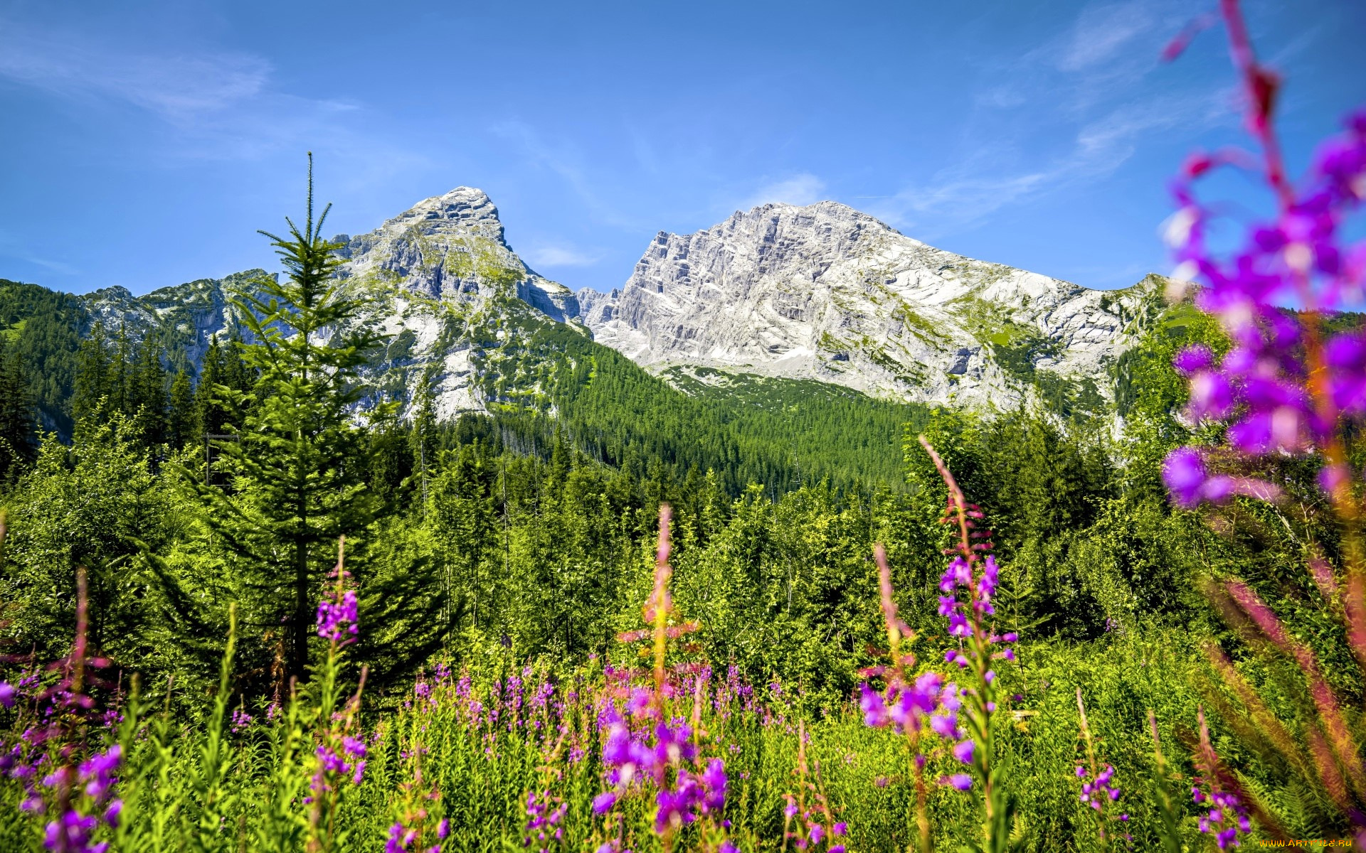 природа, горы, лес, цветы, трава, луг