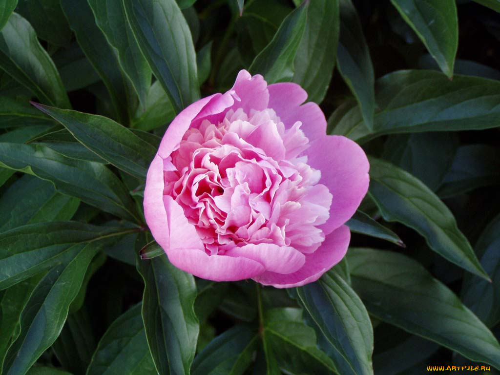пион, цветы, пионы