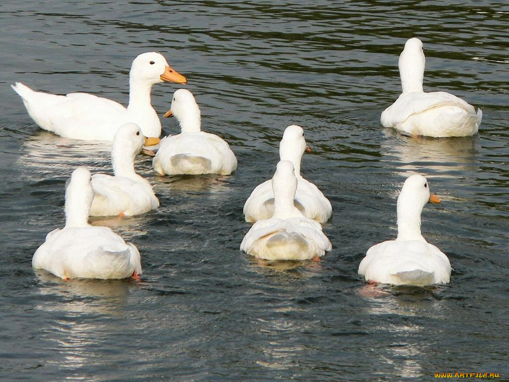 животные, гуси