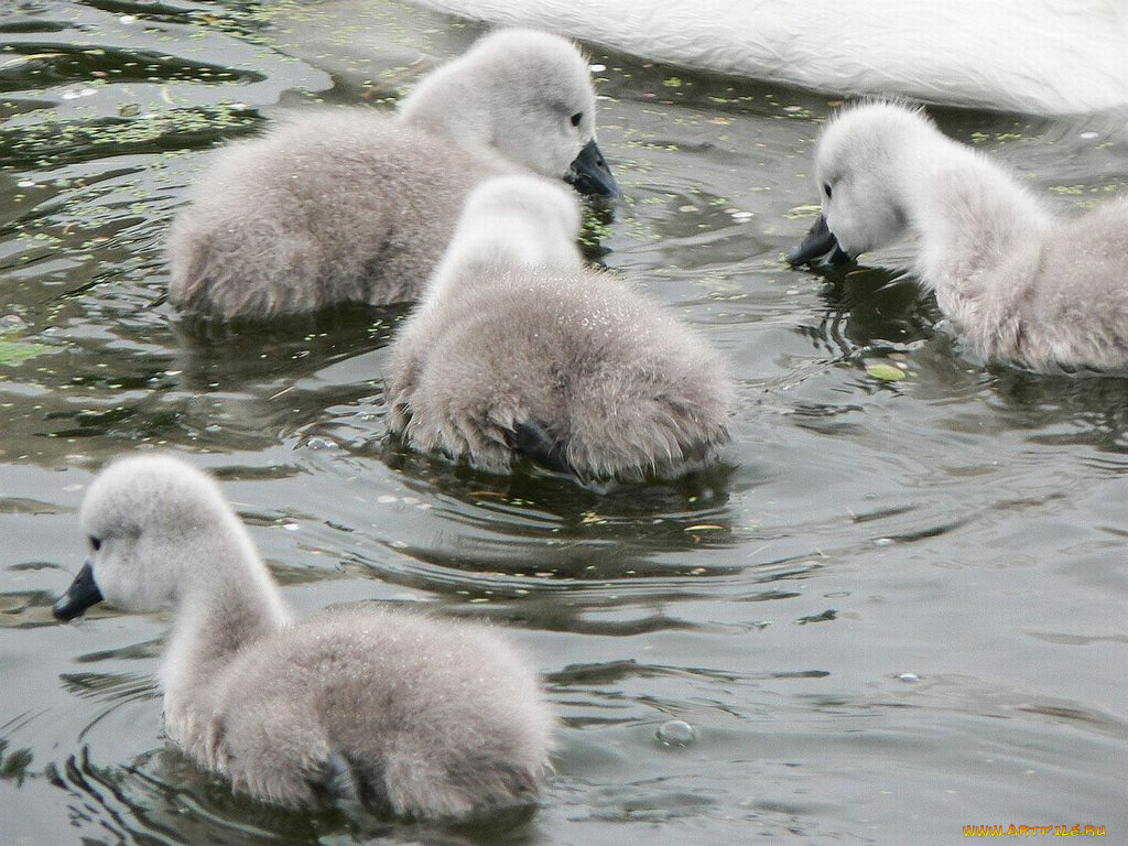 животные, лебеди