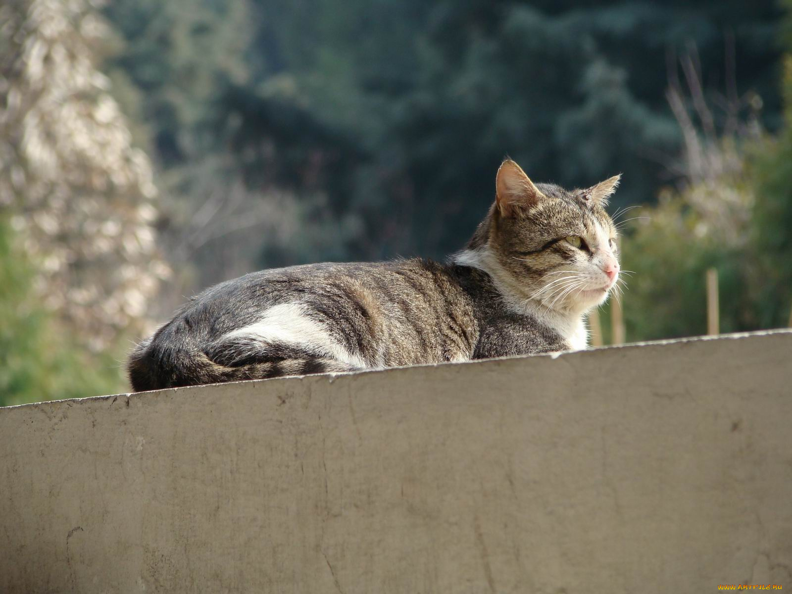 животные, коты