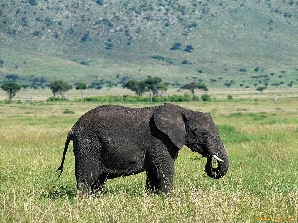 животные, слоны