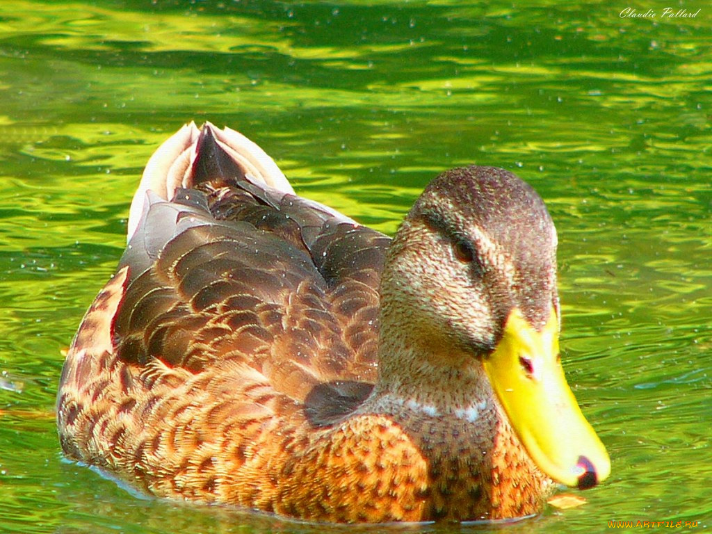 животные, утки