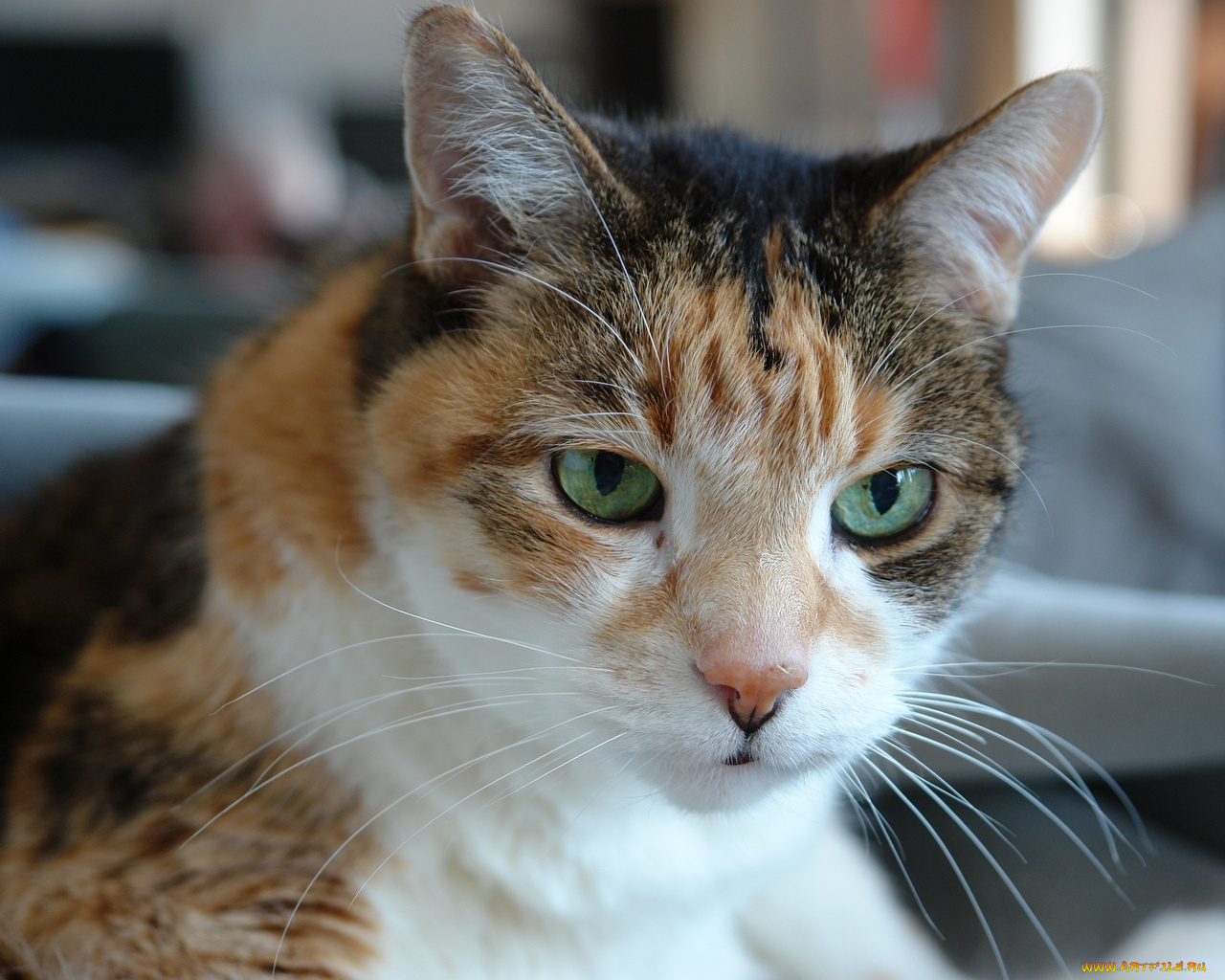 животные, коты