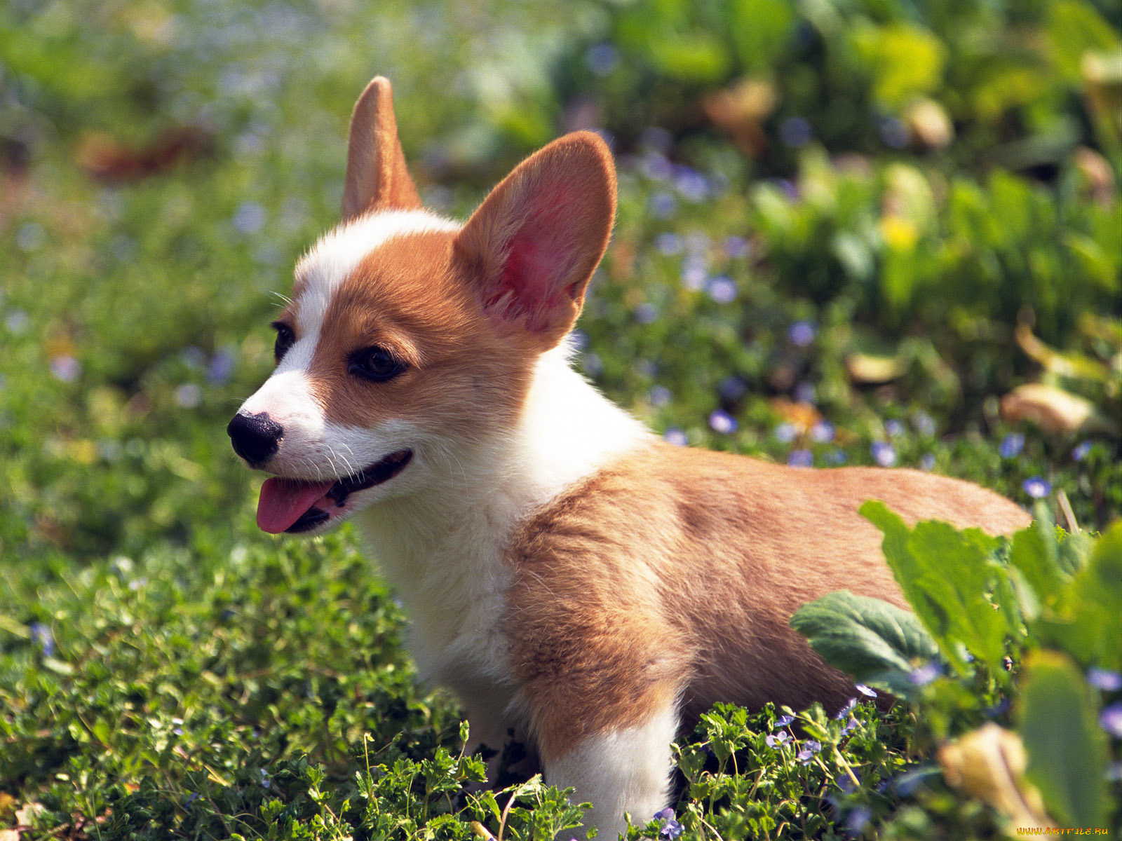 животные, собаки