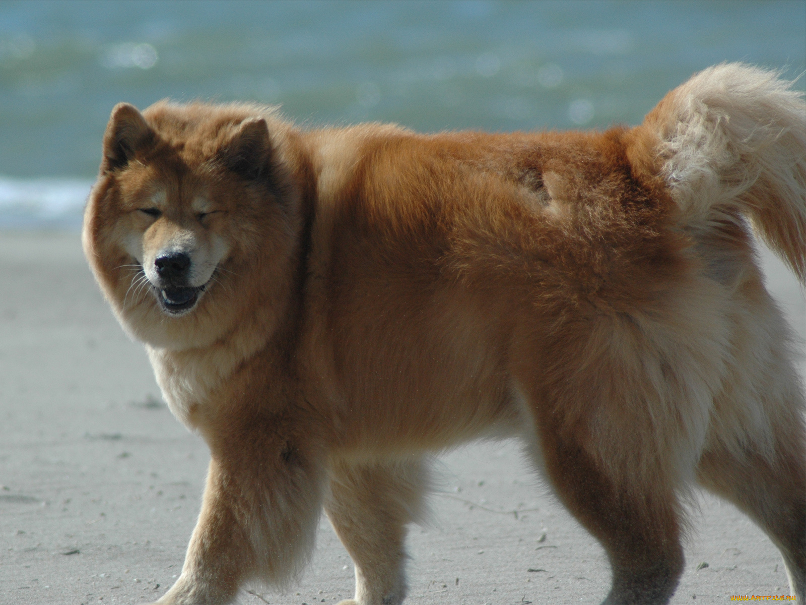 животные, собаки