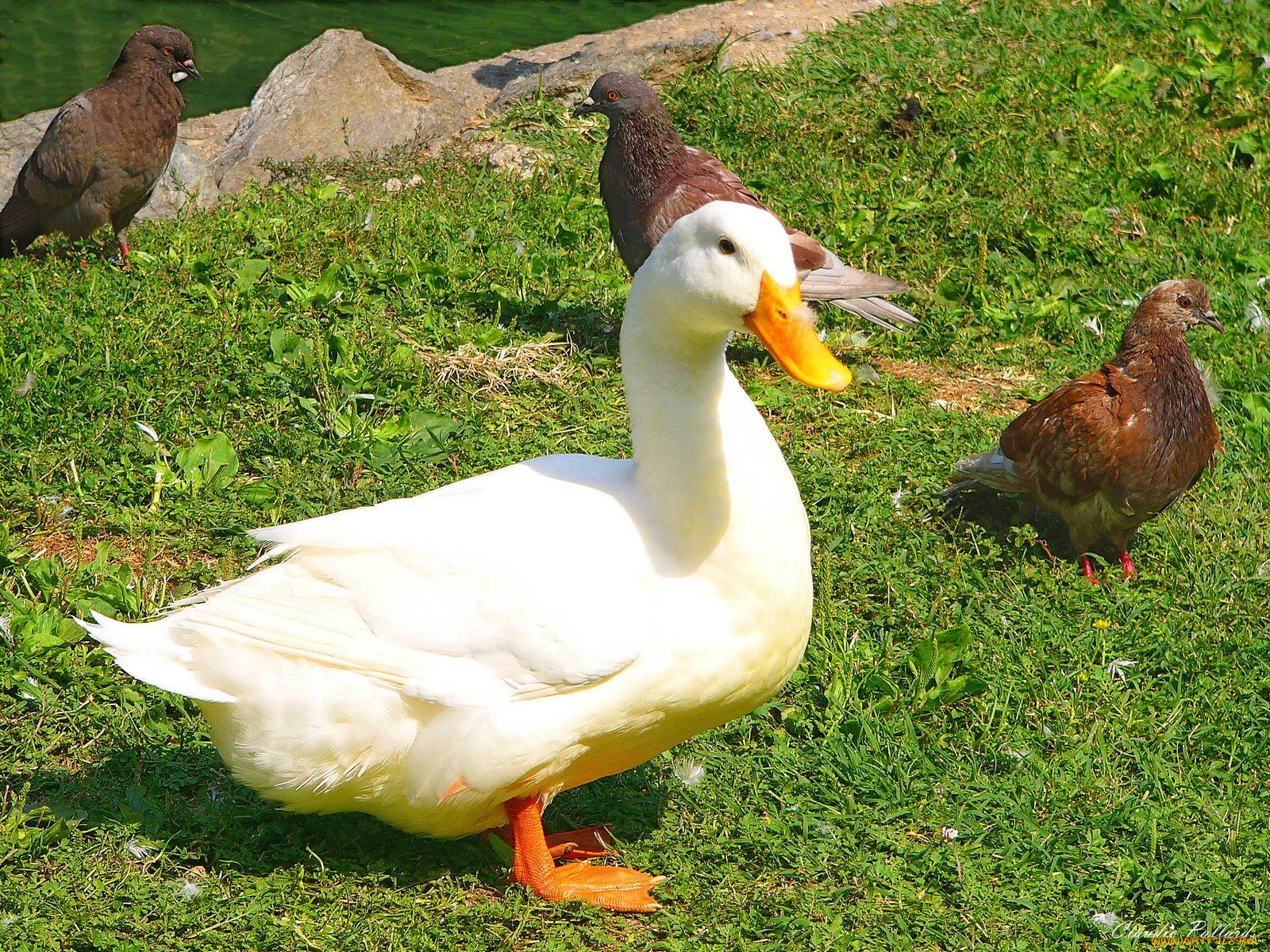 животные, утки