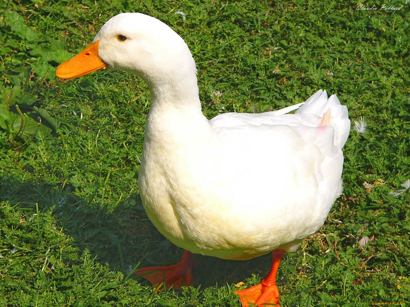 животные, утки