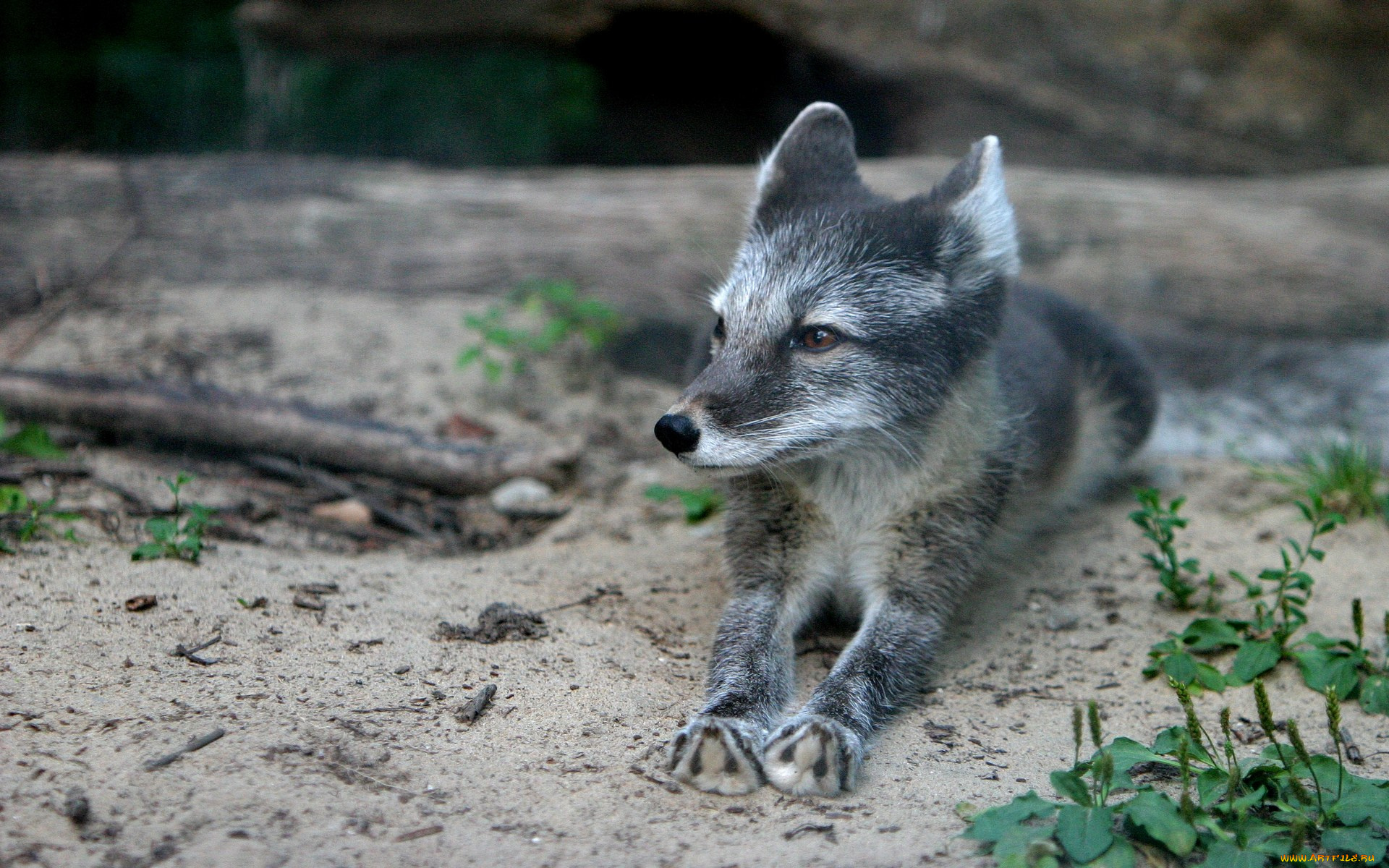 животные, песцы
