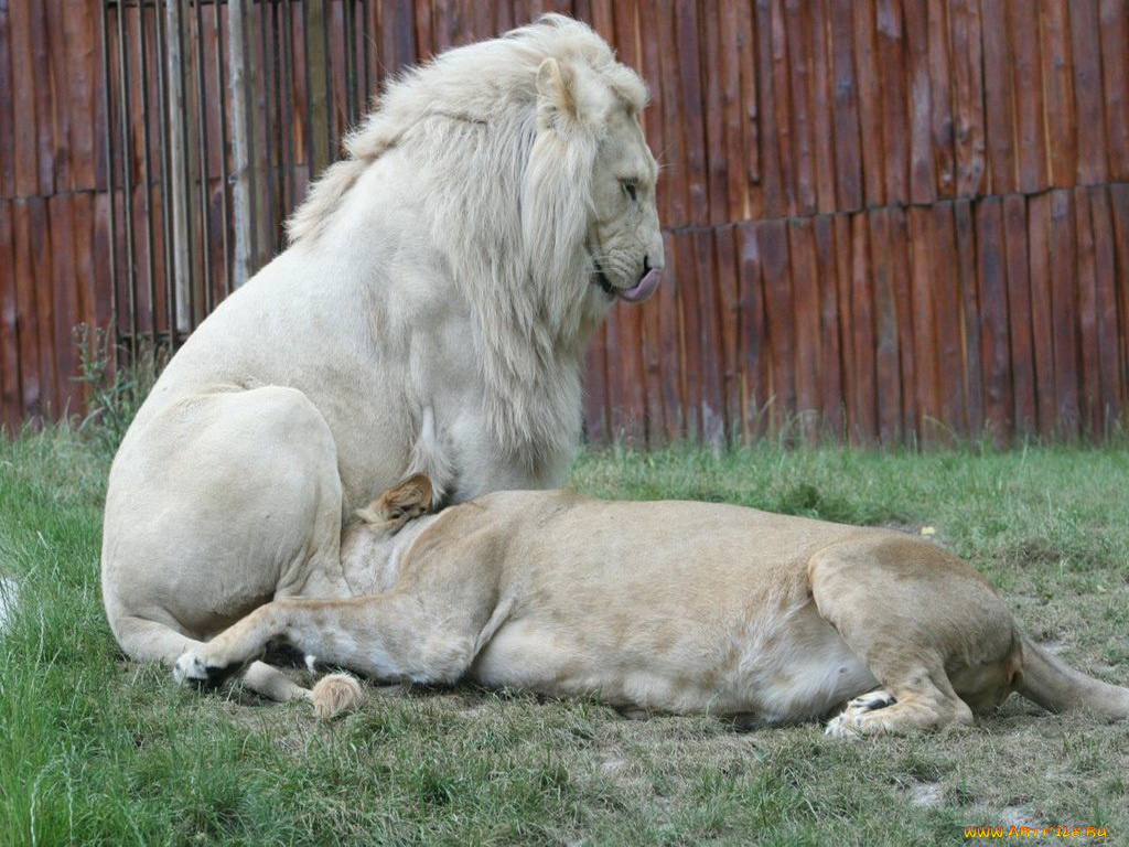 животные, львы