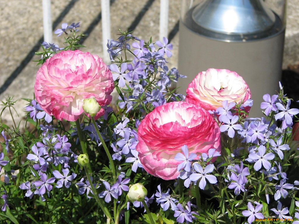 цветы, разные, вместе