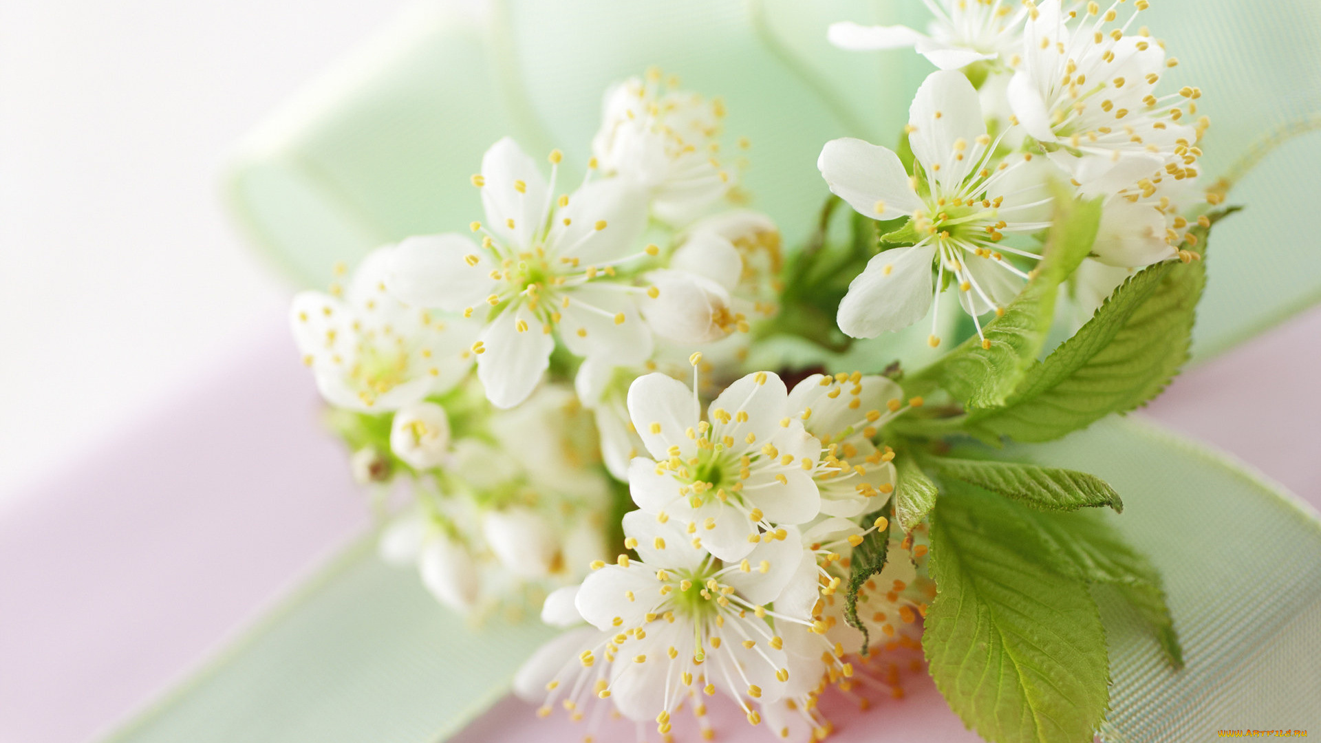 цветы, цветущие, деревья, кустарники