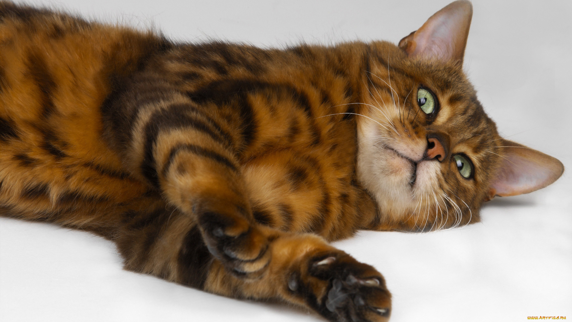 животные, коты