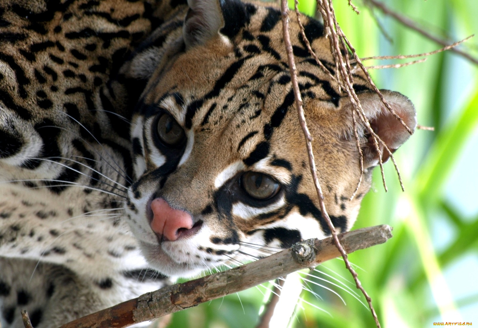 животные, оцелоты, морда, пятна