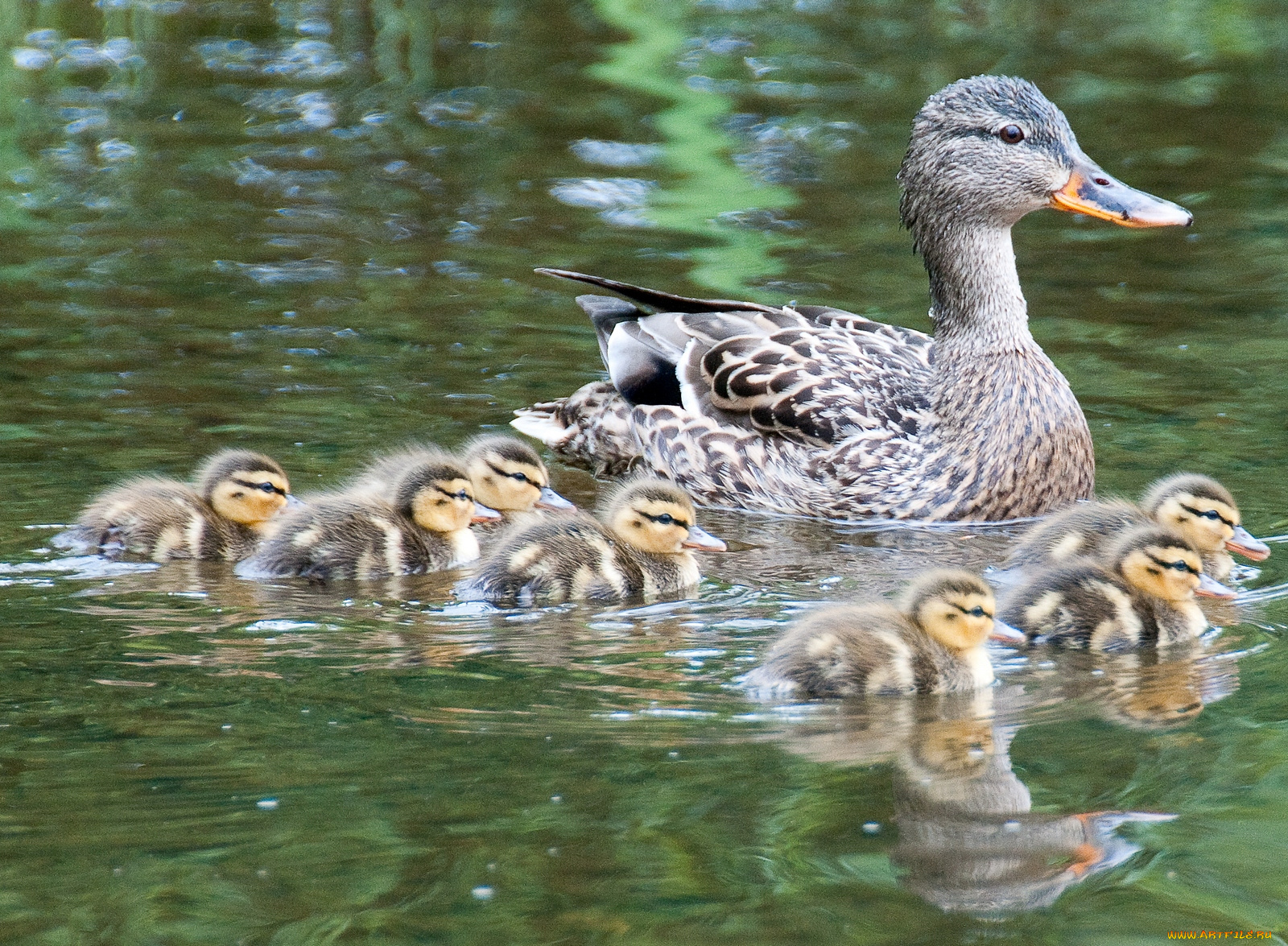 животные, утки, утята, семейка