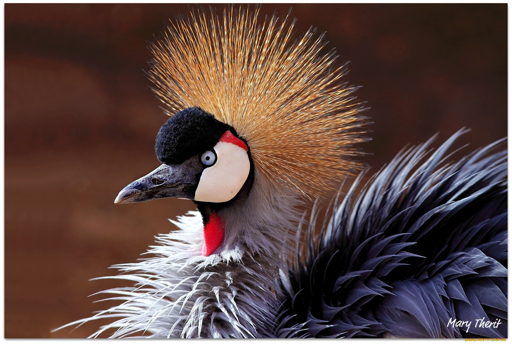 животные, журавли, венценосный, журавль, хохолок, клюв