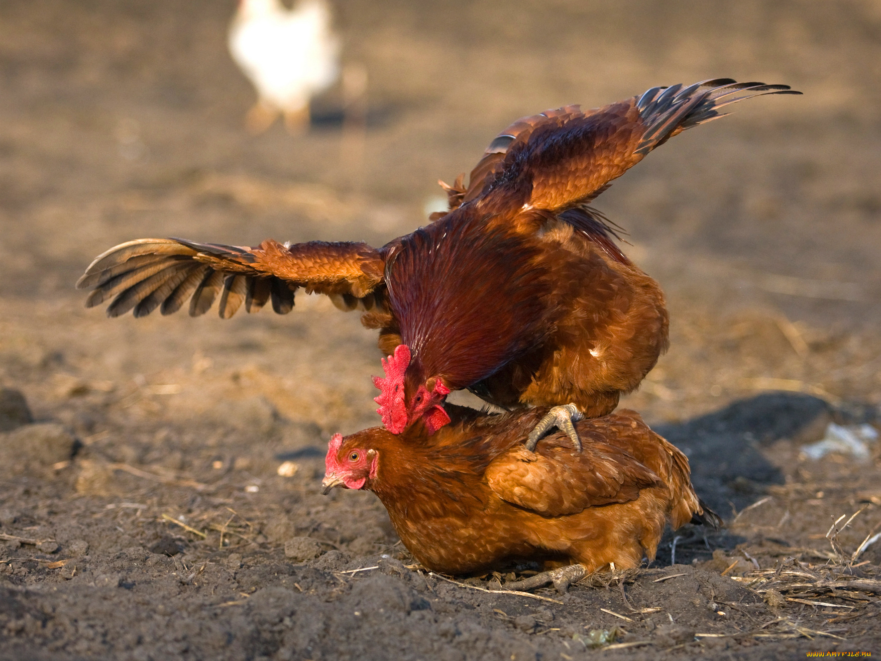 животные, куры, петухи, курица, любовь, петух