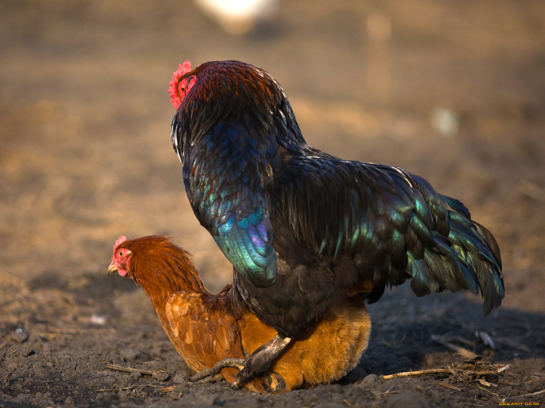 животные, куры, петухи, любовь, курица, петух