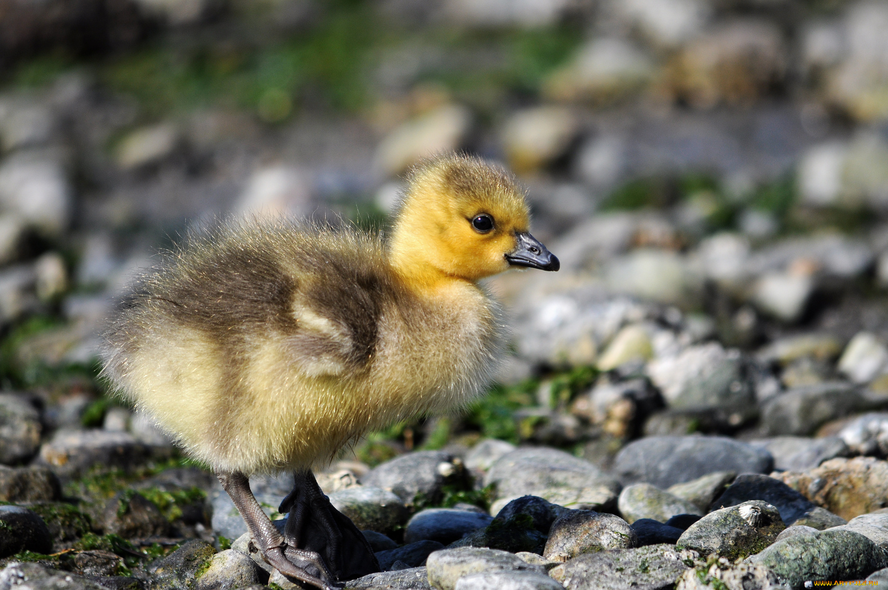 животные, утки, утёнок