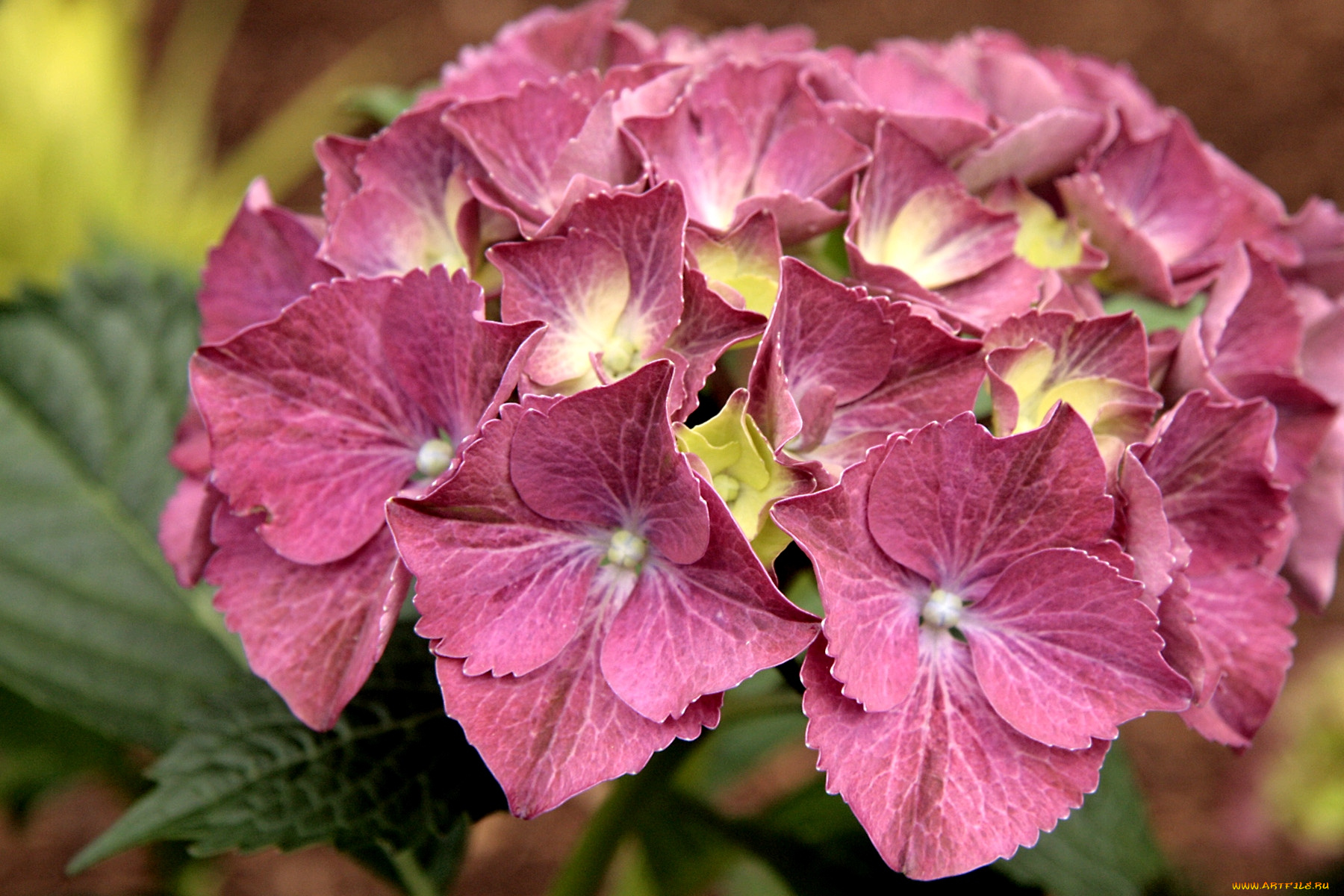 цветы, гортензия, розовый